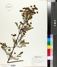 Bidens polylepis image