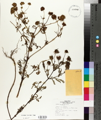 Bidens polylepis image