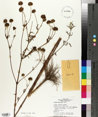 Bidens polylepis image