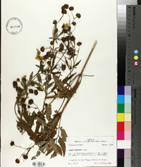 Bidens polylepis image