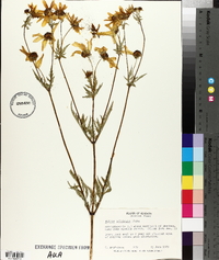 Bidens polylepis image