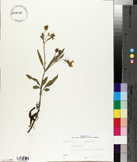 Bidens pilosa image