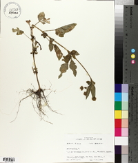 Bidens pilosa image