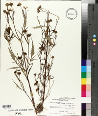 Bidens tripartita image