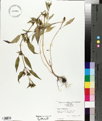 Bidens tripartita image