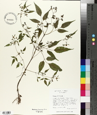 Bidens tripartita image