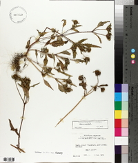 Bidens tripartita image