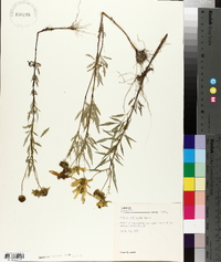 Bidens polylepis image