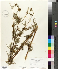 Bidens polylepis image