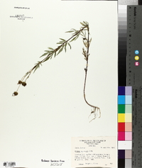 Bidens polylepis image