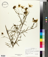 Bidens polylepis image