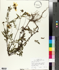 Bidens polylepis image