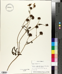 Bidens polylepis image