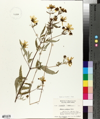 Bidens polylepis image