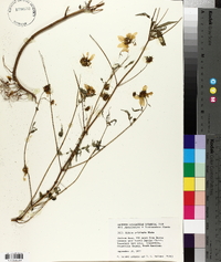 Bidens polylepis image