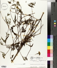 Bidens polylepis image