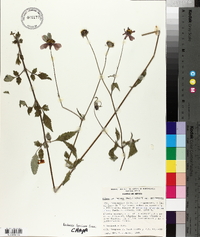 Bidens aequisquama image