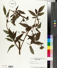 Bidens vulgata image