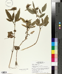 Bidens vulgata image