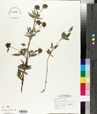 Bidens vulgata image