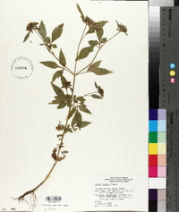 Bidens vulgata image