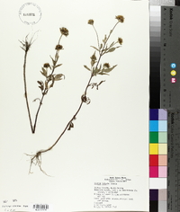 Bidens vulgata image