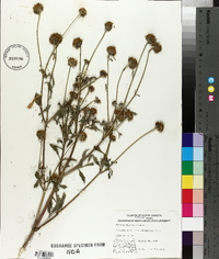 Bidens vulgata image