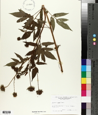 Bidens vulgata image