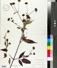 Bidens vulgata image