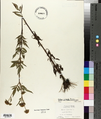 Bidens vulgata image