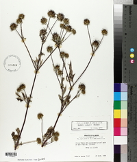 Bidens vulgata image