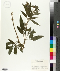 Bidens vulgata image