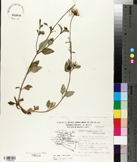 Bidens triplinervia image