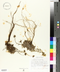 Calendula suffruticosa subsp. algarbiensis image