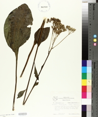 Arnoglossum plantagineum image