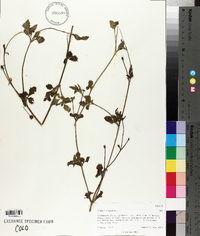 Bidens pilosa image