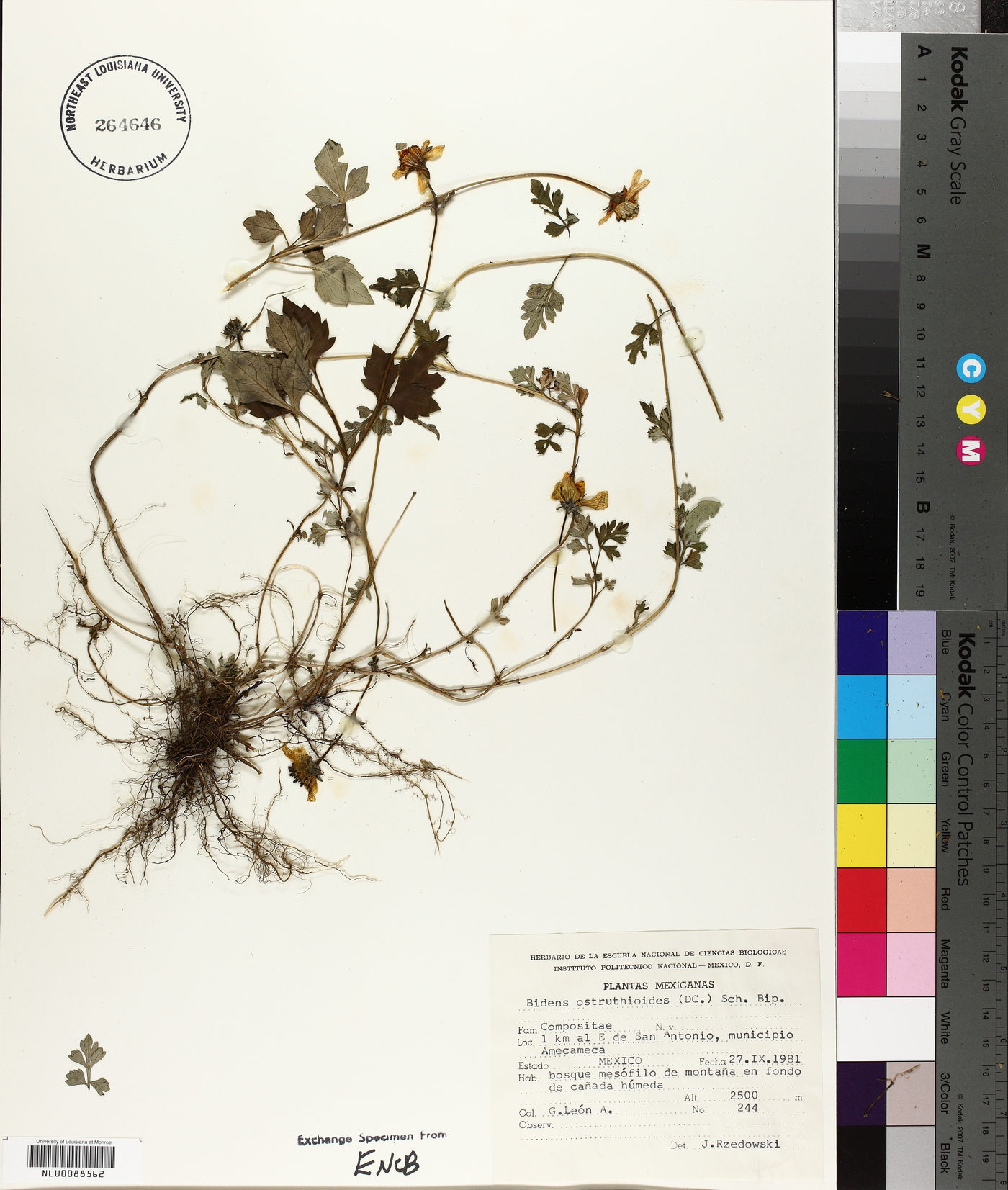 Bidens ostruthioides image