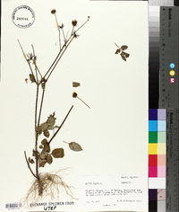 Bidens pilosa image