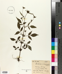 Bidens melanocarpa image