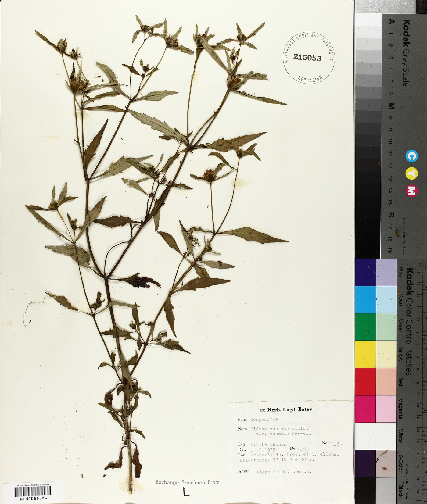 Bidens connata var. anomala image