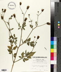 Bidens biternata image