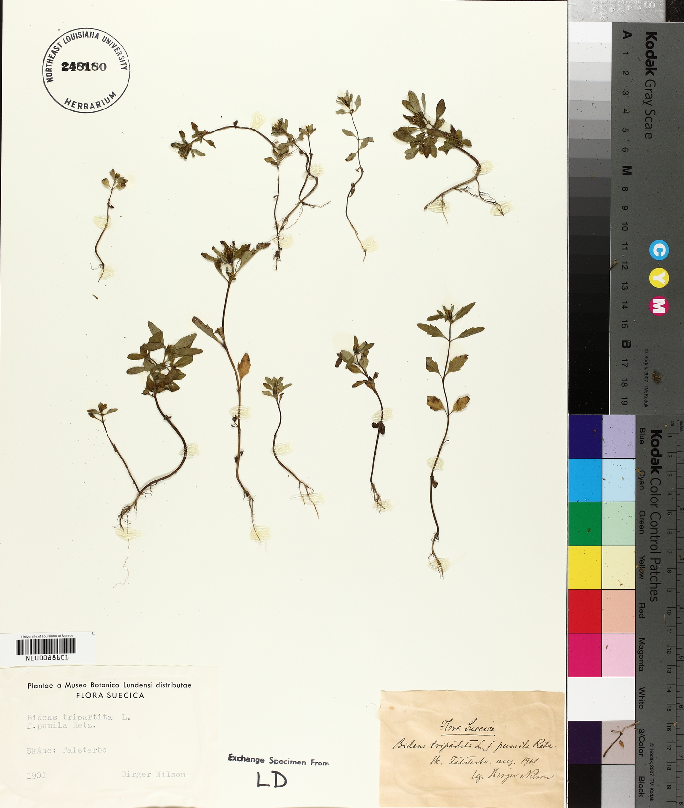 Bidens tripartita subsp. tripartita image