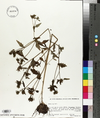 Bidens tripartita image