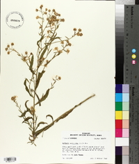 Boltonia asteroides image