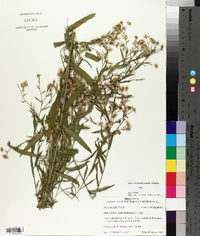 Boltonia asteroides image