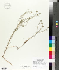 Blepharipappus scaber image