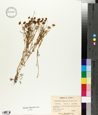 Blennosperma nanum var. robustum image