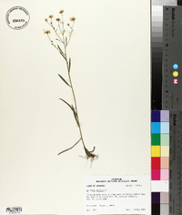 Boltonia diffusa image