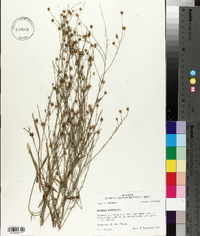 Boltonia diffusa image