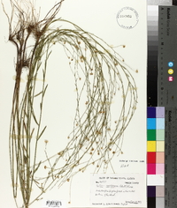 Boltonia caroliniana image